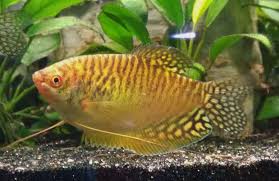 Three Spot Gourami (Trichopodus trichopterus)