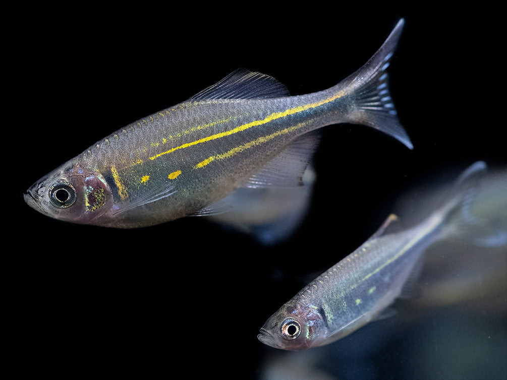 Giant Danio (Devario aequipinnatus)