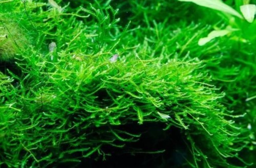 Java Moss 2oz