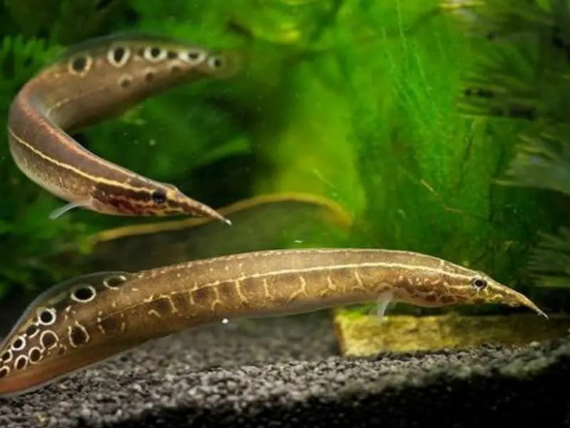 Spiny Peacock Eel (Macrognathus siamensis)