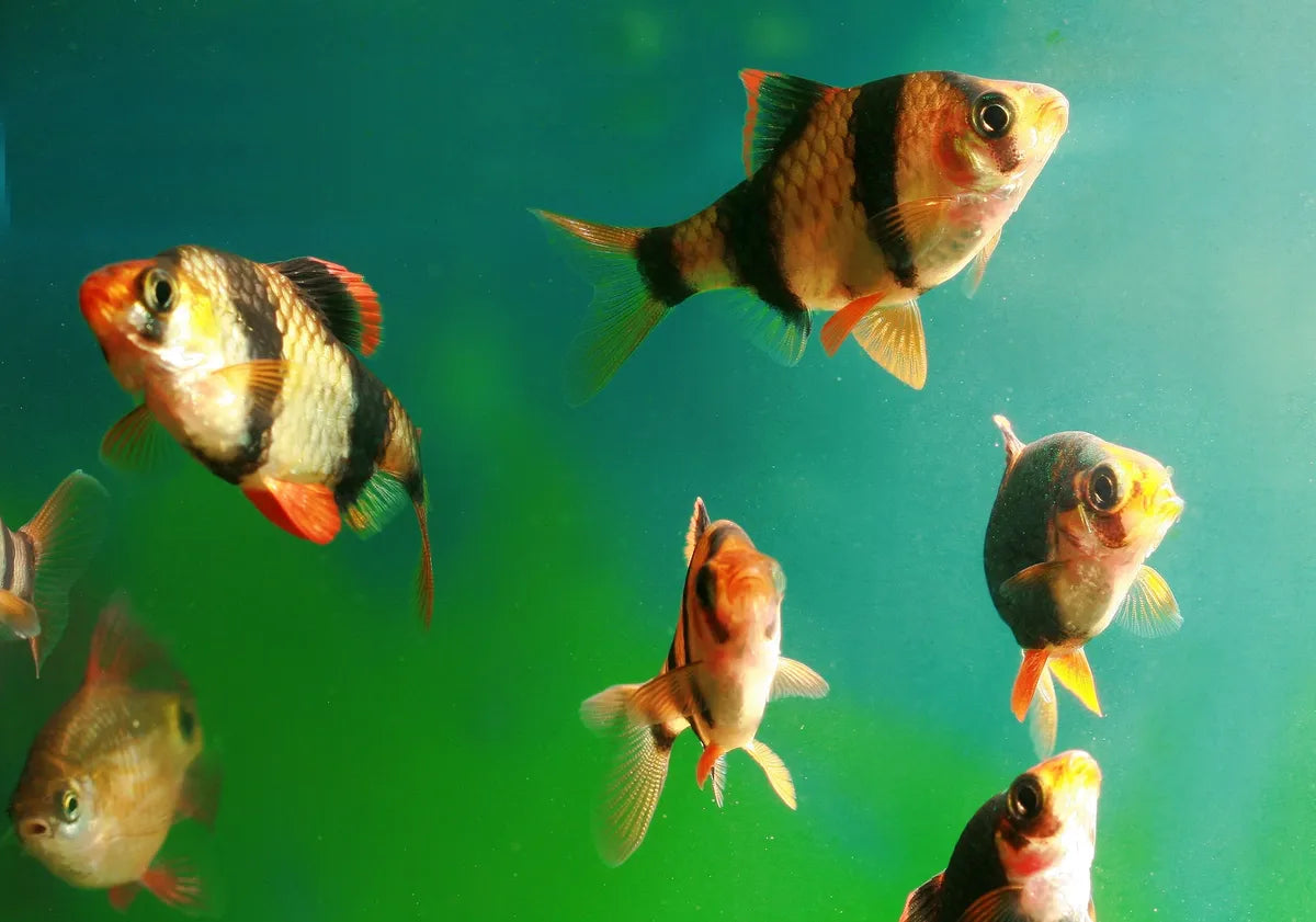 Tiger Barb (Puntius tetrazona)