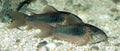 Green Cory Catfish (Corydoras aeneus)