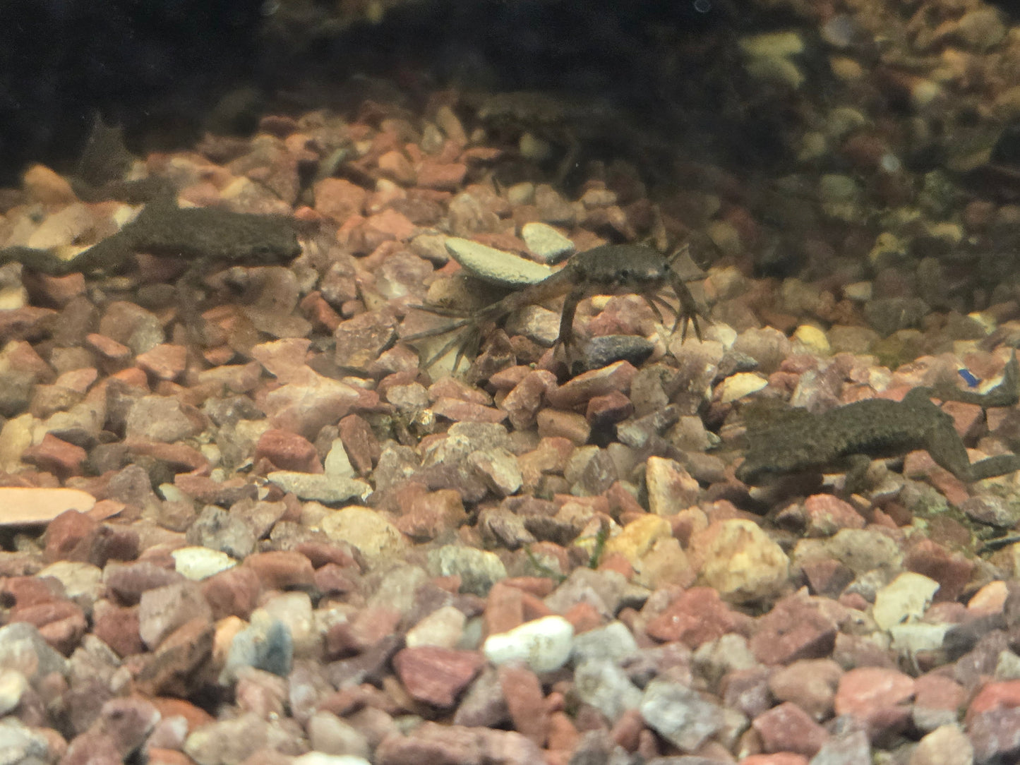 African Dwarf Frog (Hymenochirus boettgeri)