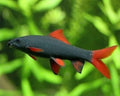 Rainbow Shark (Epalzeorhynchos frenatum)