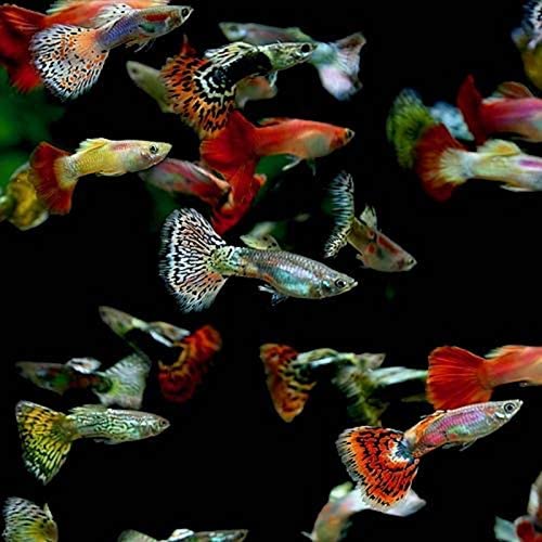 Assorted Fancy Guppy (Poecilia reticulata)