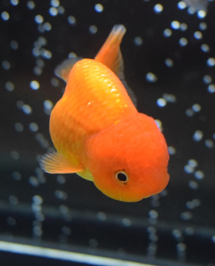 Lion Head Goldfish