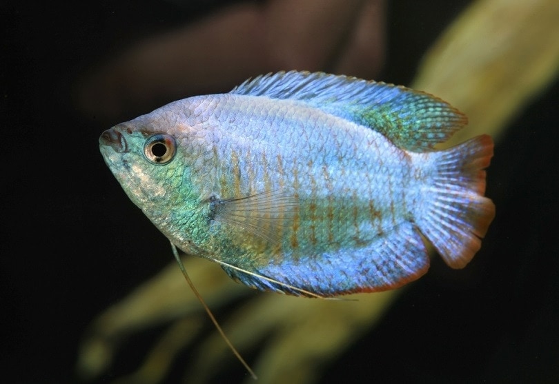 Dwarf Gourami (Trichogaster lalius)