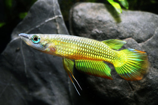 Gold Wonder Killifish (Aplocheilus lineatus)