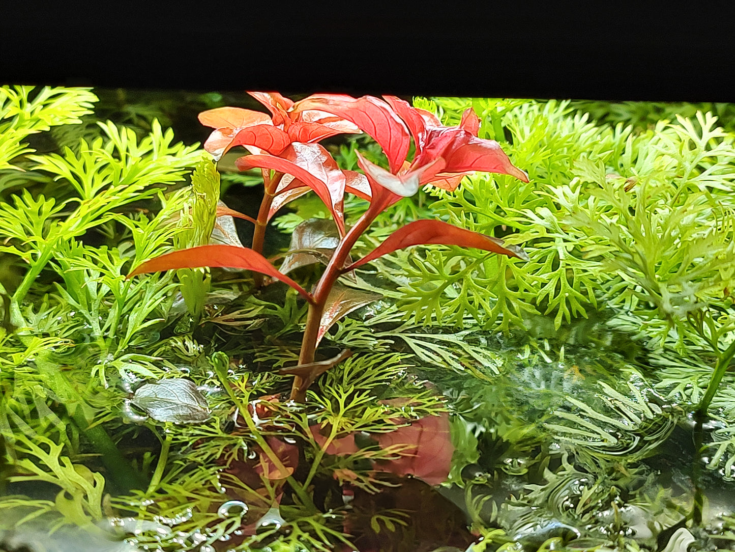 Sheltered Shallows