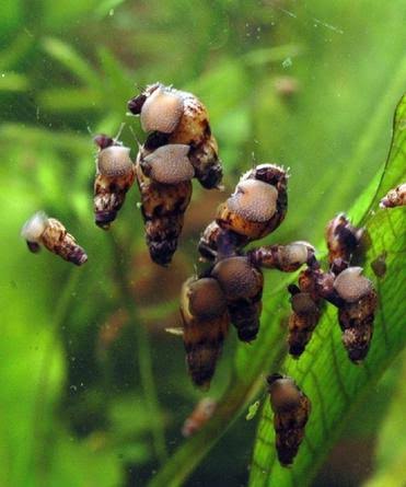 Assorted Feeder Snails