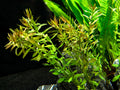 Ludwigia Arcuatua