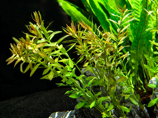 Ludwigia Arcuatua