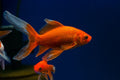 Assorted Comet Goldfish (Carassius auratus)