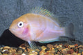 Convict Cichlid (Amatitlania nigrofasciata)