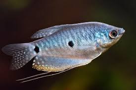 Three Spot Gourami (Trichopodus trichopterus)