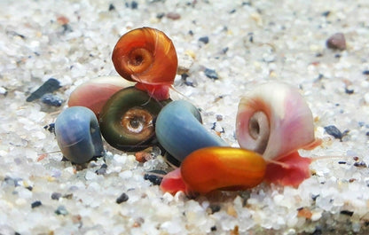 Assorted Feeder Snails