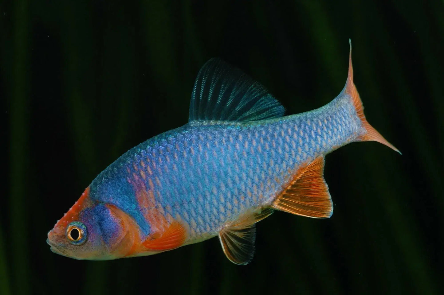 Rainbow Dace (Cyprinella lutrensis)