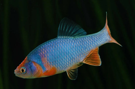 Rainbow Dace (Cyprinella lutrensis)
