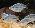 Kamaka Rainbowfish