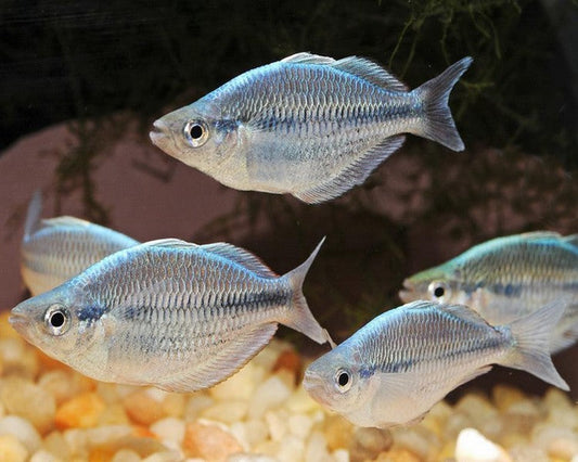 Kamaka Rainbowfish
