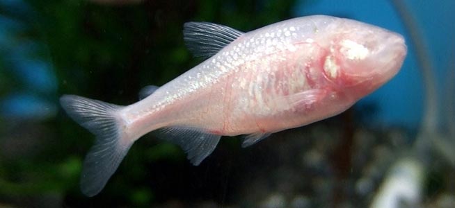 Blind Cave Tetra (Neritina semiconca)