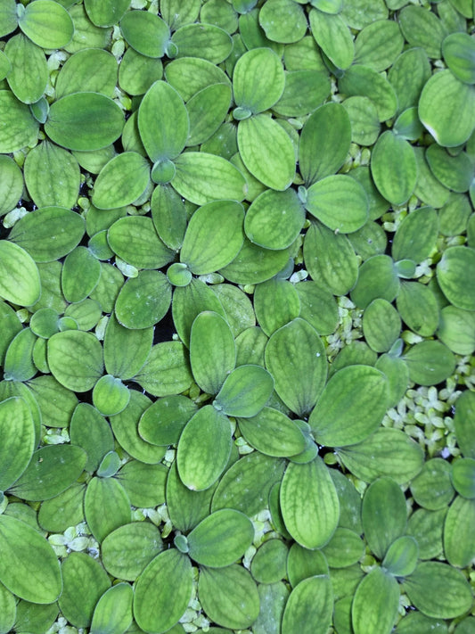 Dwarf Water Lettuce