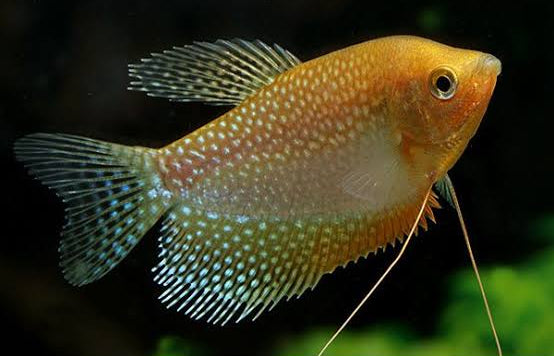 Pearl Gourami (Trichogaster leeri)