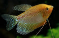 Pearl Gourami (Trichogaster leeri)