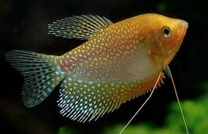 Pearl Gourami (Trichogaster leeri)
