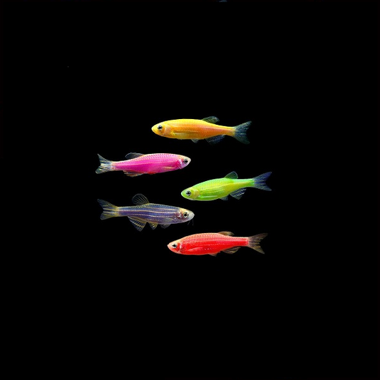 Assorted GloFish Danio