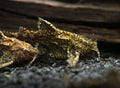 Anchor Catfish (Hara jerdoni)