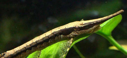 Twig Catfish (Farlowella acus)