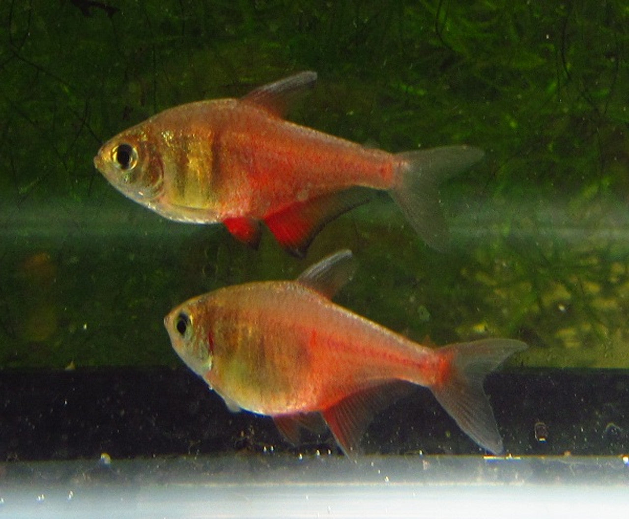Von Rio Tetra