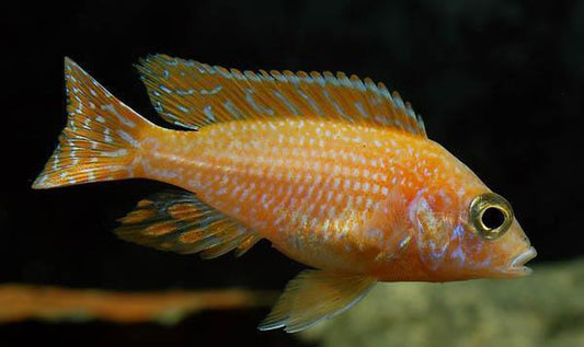 Strawberry Peacock Cichlid