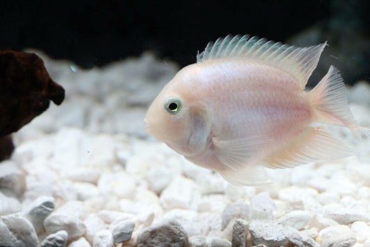 Platinum Parrot Cichlid