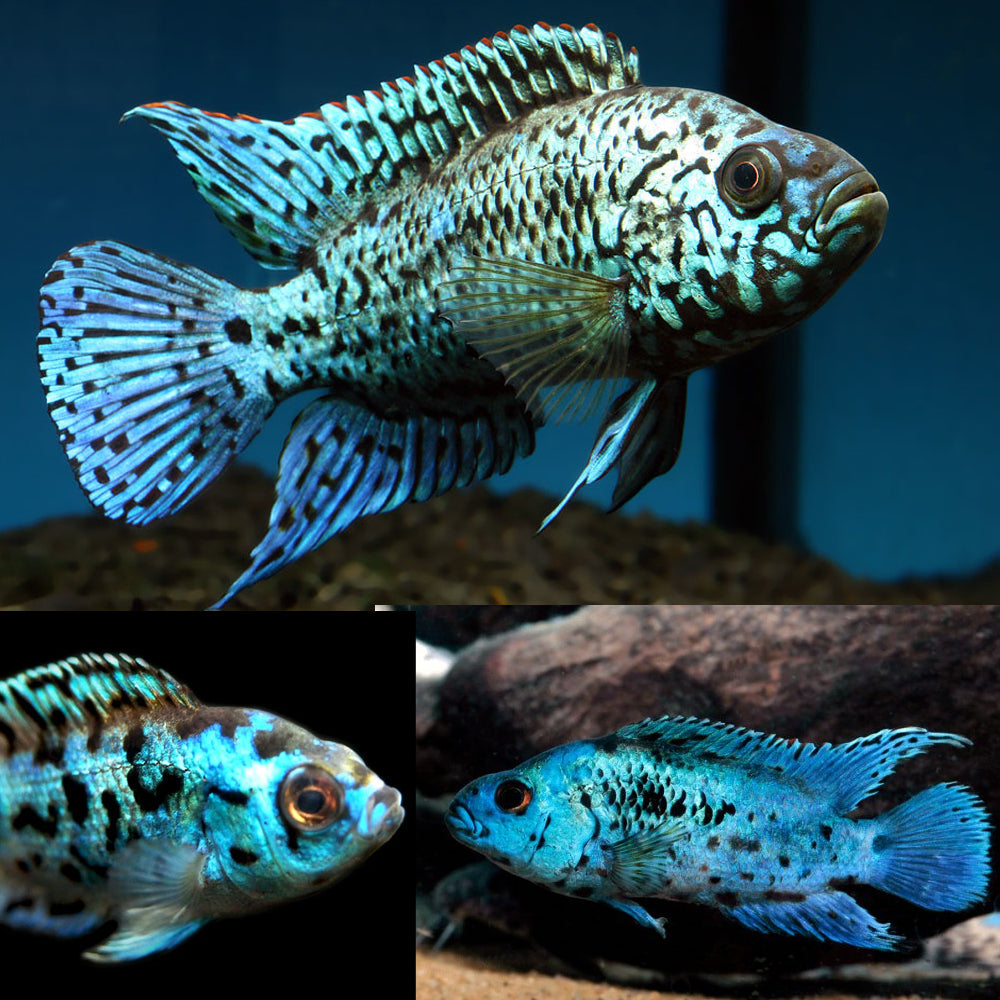 Electric Blue Jack Dempsey Cichlid (Rocio octofasciata)