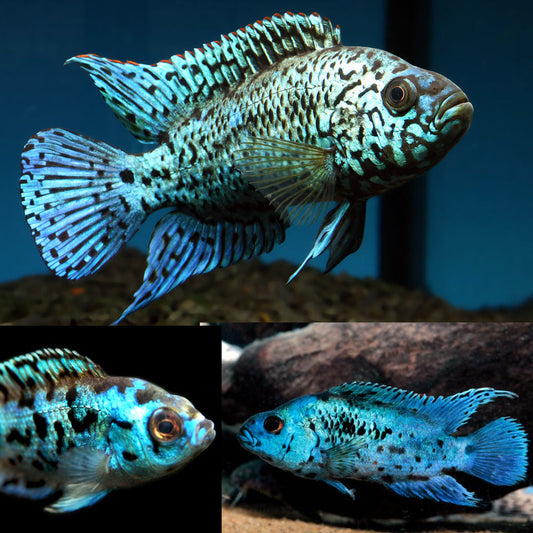 Electric Blue Jack Dempsey Cichlid (Rocio octofasciata)