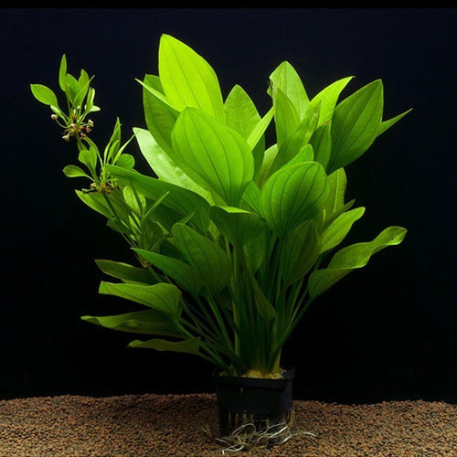 Grandifolius Sword