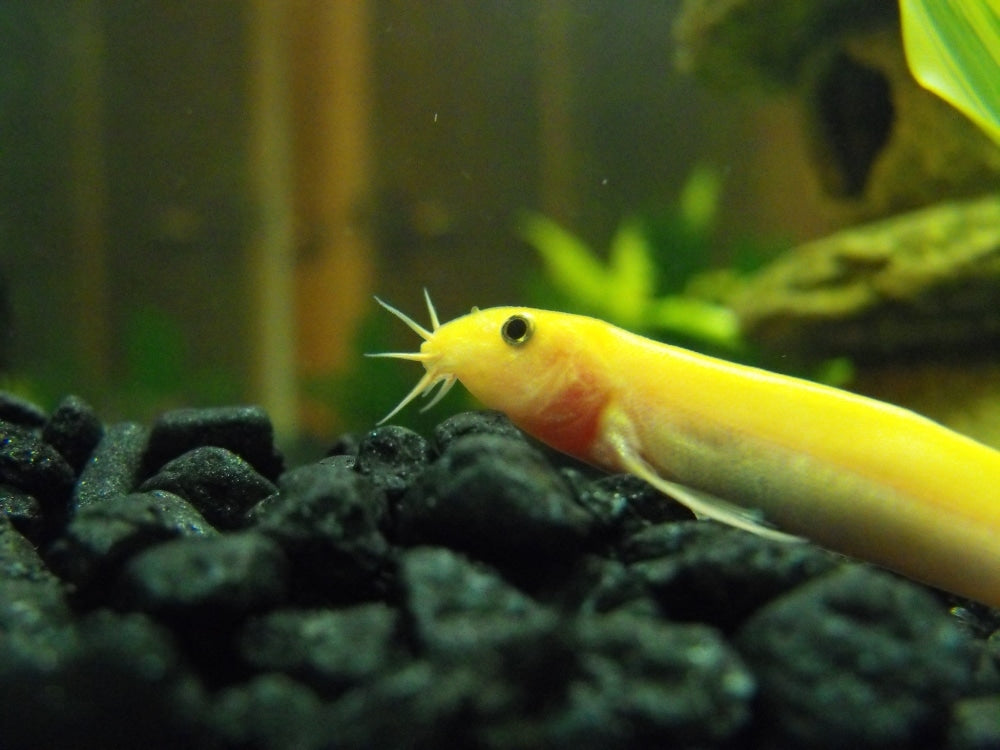 Gold Dojo Loach (Misgurnus anguillicaudatus)