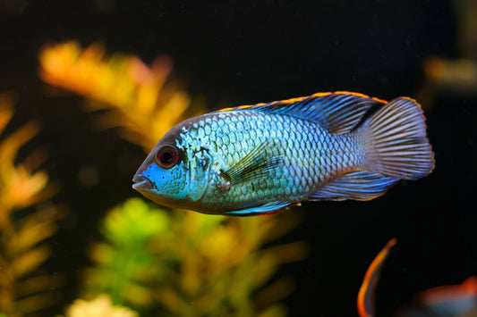 Electric Blue Acara (Aequidens pulcher)