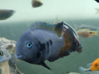 Honduran Red Point Cichlid (Amatitlania siquia)