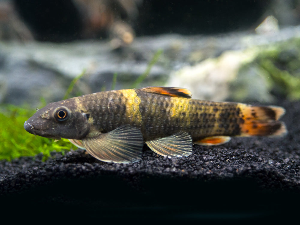 Panda Garra (Garra flavatra)