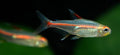 Glowlight Tetra (Hemigrammus erythrozonus)