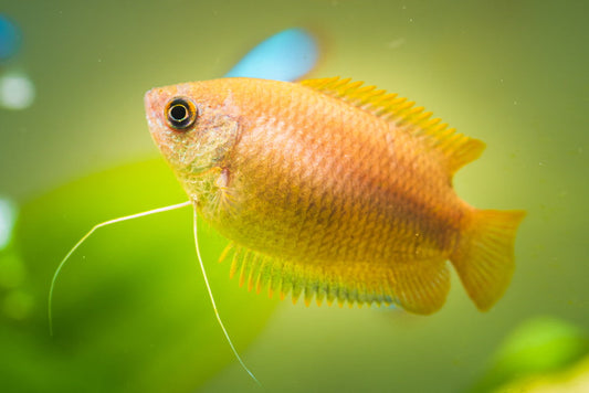 Honey Gourami (Trichogaster chuna)