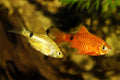 Rosy Barb (Puntius conchonius)