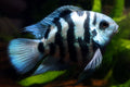 Blue Tiger Parrot Cichlid