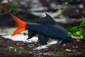 Red Tailed Shark (Epalzeorhynchos bicolor)