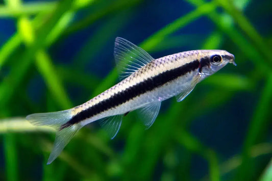 Siamese Algae Eater (Crossocheilus oblongus)